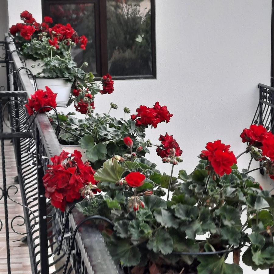 Casa Dana Olteanu Hotell Moeciu De Sus Exteriör bild